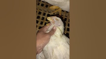Ayam mati terjepit #shortvideo