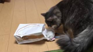 紙袋をかぶる猫 ノルウェージャンフォレストキャットcat wear a paper bag.Norwegian Forest Cat.