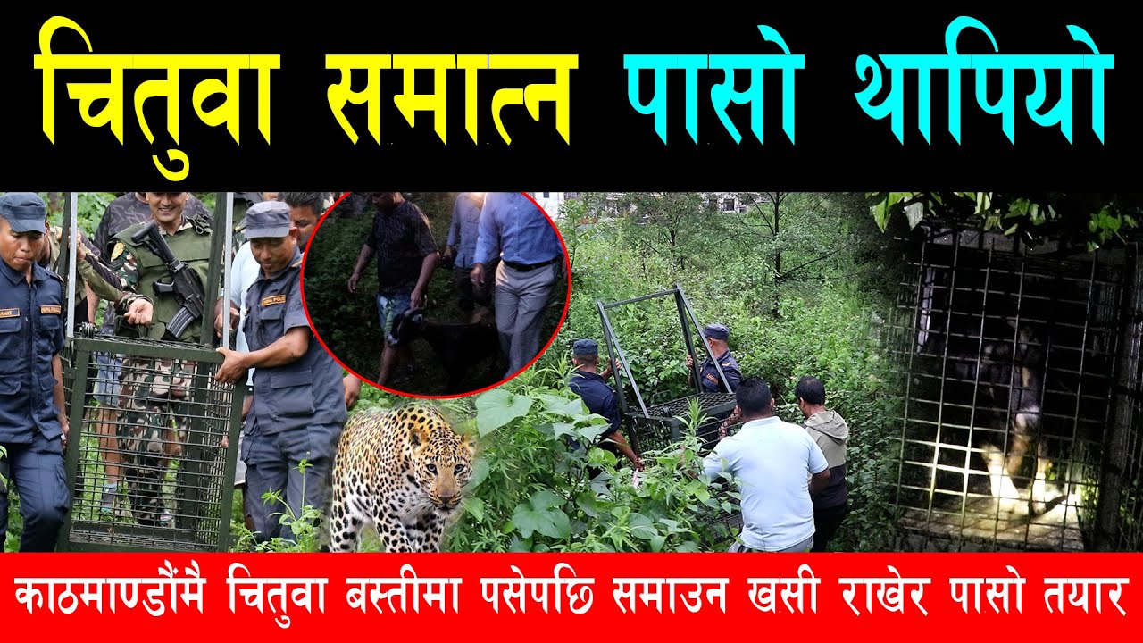 काठमाण्डौंमा पसेको चितुवा समाउन पा सो राखियो, दिनभरी झाडीमा लुकेपछि ख सी सहितको खोर तयार,सुरक्षा कडा