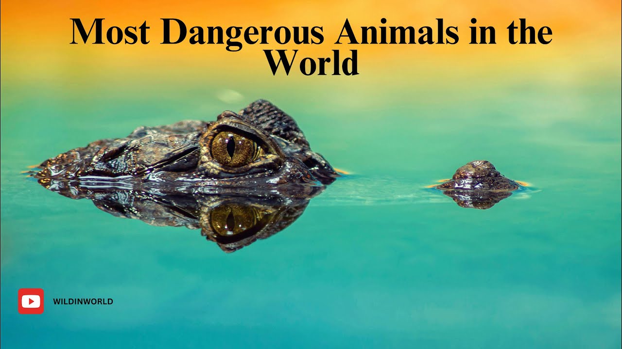 Most Dangerous Animals On Earth YouTube Most dangerous animals on earth youtube
