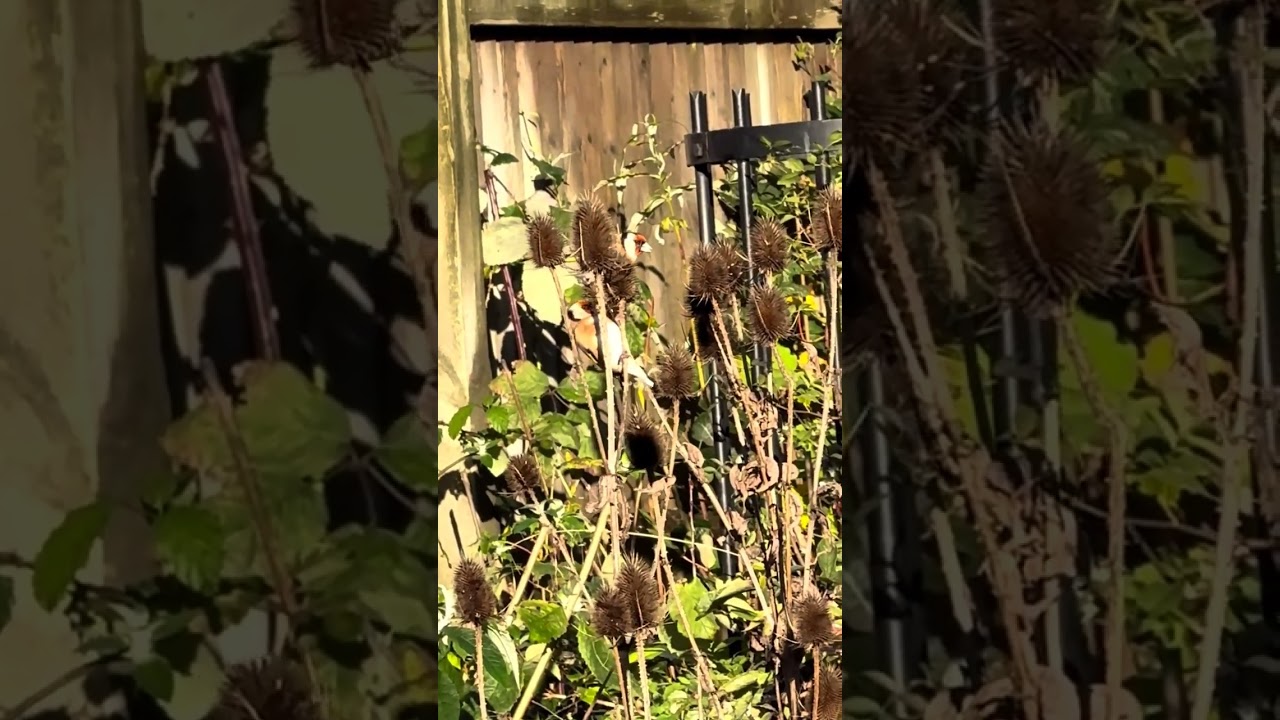 Birds at the wildlife garden, Beverley Railway Station 