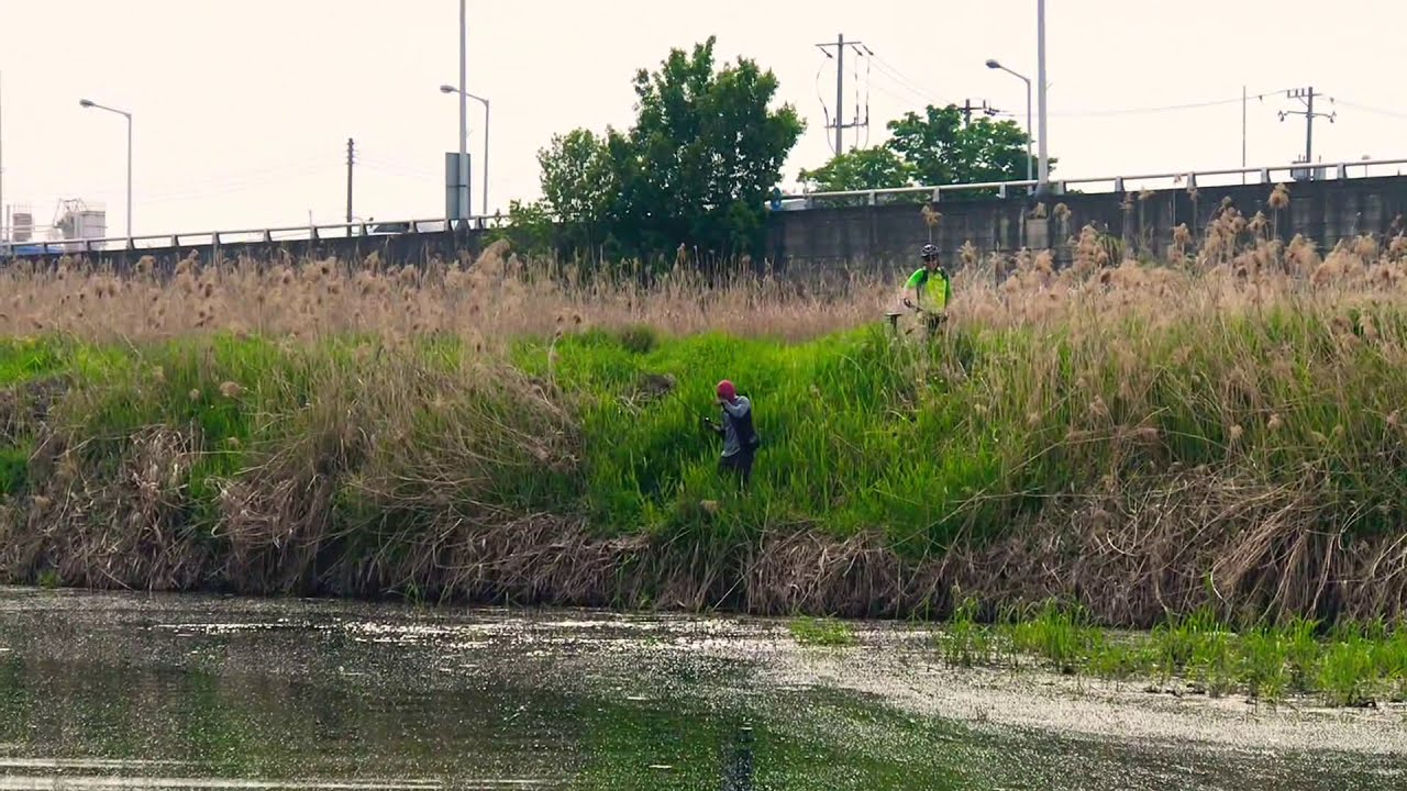 Proses menaik kan mama gabus