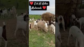 ❤️Eid Ul Adha Mubarak ❤️#takbeerat#hajjeakbar #takbeeremusalsal#takbir#hajjeakbar#hajj2026#eiduladha