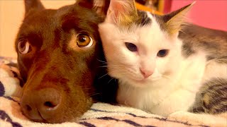 Kitten and dog are great friends.