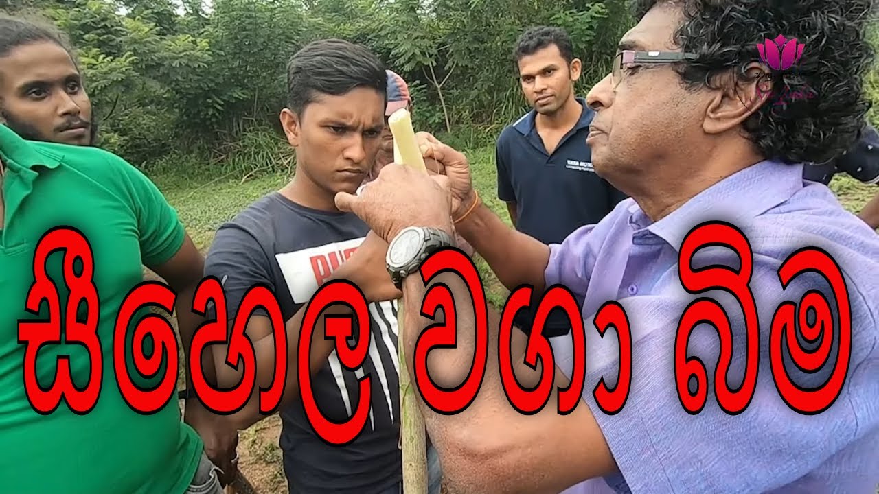 සීහෙල වගා බිමේදී l තිලක් කන්දේගම l Thilak Kandegama l Thilak Kandegama - EP 19