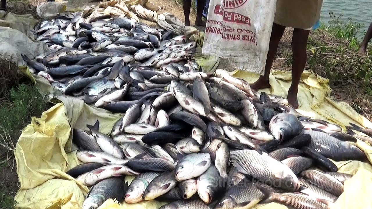 Amazing Fishing | Fish hunting | Fishing Biggest Fish | India Big Fish Market | Street Food Catalog