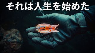 海は見つかるはずのなかった秘密を隠している