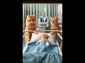 The story of the ginger kitten  cat cute kitten