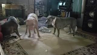 Killer Pitbull attacks, fight to death