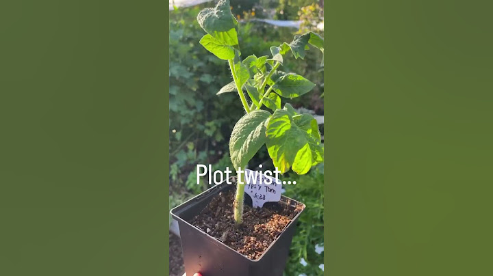 DWARF Tomatoes