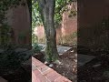 Live with Hal Gill