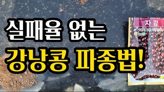 서릿발 피해 없는 강낭콩 파종은 이렇게!(2022.4.27)(#강낭콩파종,#강낭콩재배방법,#중부지방강낭콩파종시기,#남부지방강낭콩파종시기,#신품종강낭콩,#강낭콩심는시기,#강낭콩씨앗)