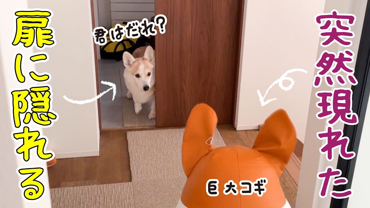 驚いて扉に隠れちゃう愛犬が可愛いすぎる！