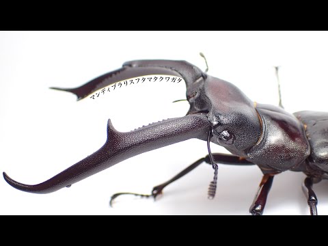 Results of digging up the largest adult Mandibularis stag