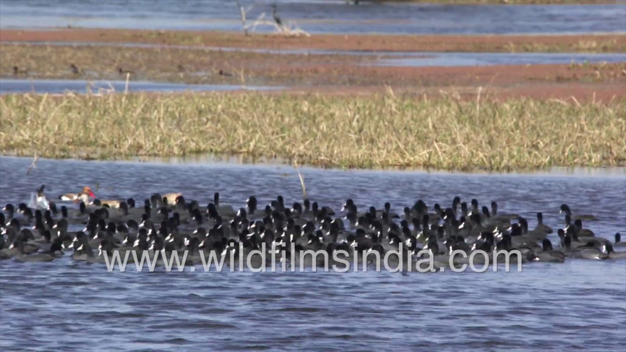 Coots and Pochards: Common Coot flock swimming with geometrical precision in KNP