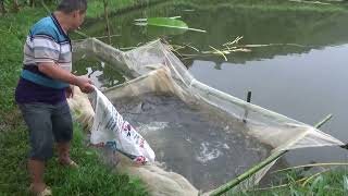 Harvest fish and sell fish - cats net fishing video - Best amazing fishing in the lake