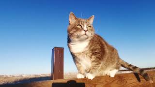 1 hora de gatos fofinhos - OS VIDEOS MAIS SATISFATÓRIOS DE GATOS DA INTERNET - Cute cats 1 hora de gatos fofinhos - OS VIDEOS MAIS SATISFATÓRIOS DE GATOS DA INTERNET - Cute cats