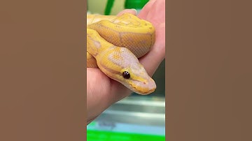 Holding a $500 #snake #sheeranshorts #shivers #banana #morph #ballpython #reptiles #python