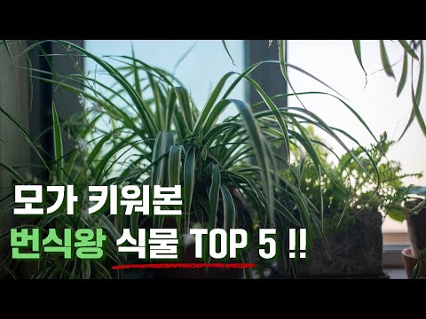 키워본 식물 중 제일 번식하기 쉬운 식물 탑 5!