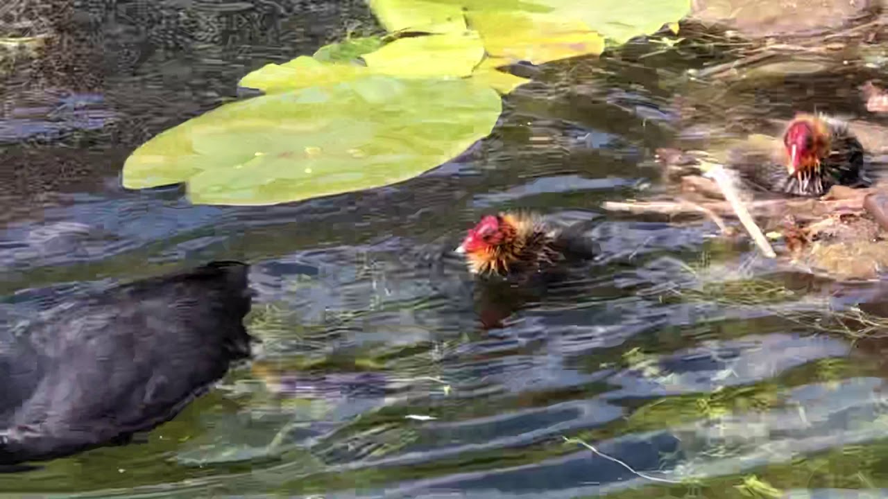 Very young coots eating part 2 YouTube