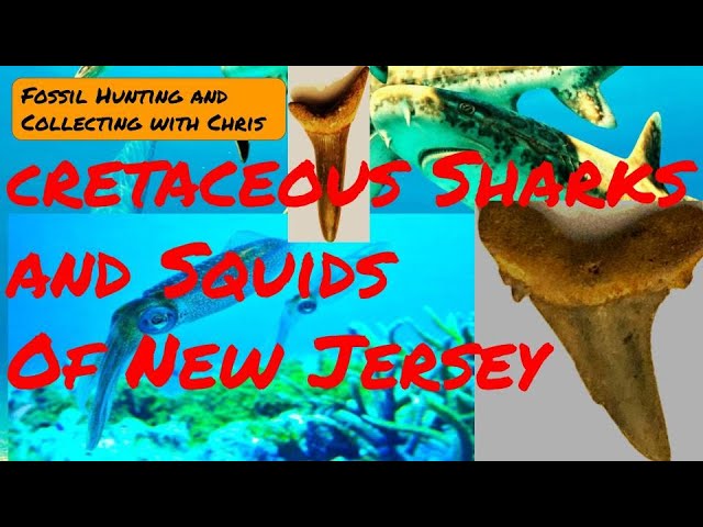 Fossil Shark Teeth and Fossil Squids of New Jersey, Fossil Hunting and Fossil  Collecting with Chris - YouTube