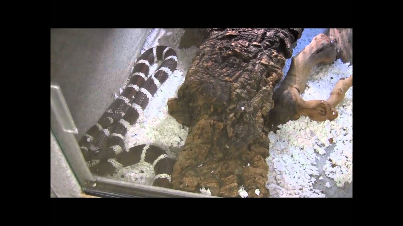 scorpion mortal kombat Basic Substrate Information