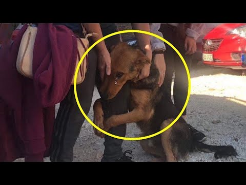 Video: Stray Dog zachrání batole, najde navždy domov s ní