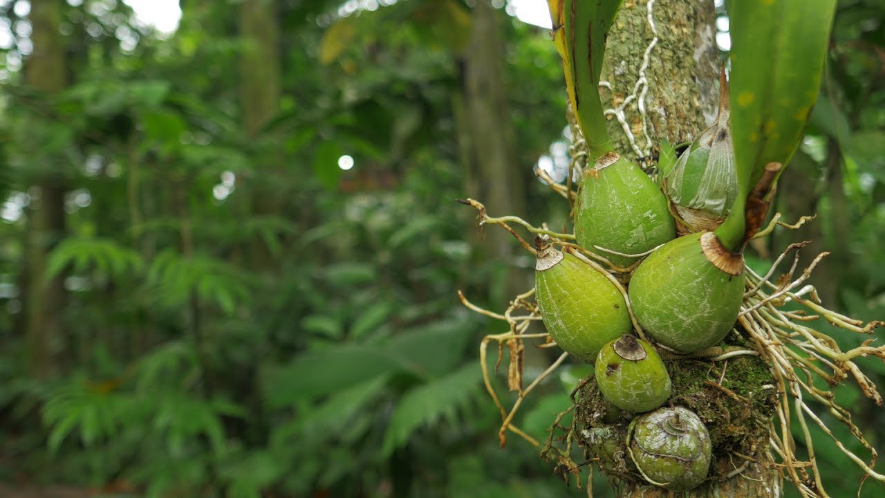 Orchids water-saving adaptations - Virtual guiding in La Fortuna