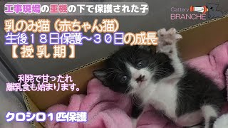 【授乳期】乳のみ猫赤ちゃん猫生後18日保護30日の成長。❤哺乳瓶上手❤一人遊び❤2024年5月10日保護