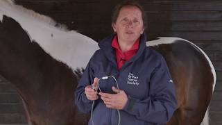 How to Take a Horse's Pulse and Respiratory Rate