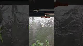 Qual 220w led light review & what's coming up next.