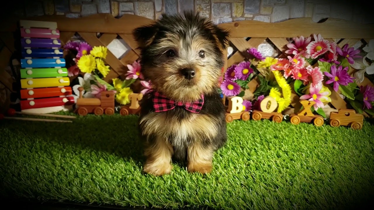 Silky Terrier Puppy for sale TBP's Kinzie is here at ToyBox Puppies