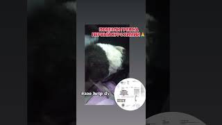 Повезли Грея на первый курс химиотерапии... помогите расплатиться 🙏🆘Лимфома подтвердилась 😭