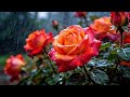 🌧️ 3 Hours of Relaxing Rainy Rose Garden Ambience 🌹 | Peaceful Nature Sounds for Sleep & Study