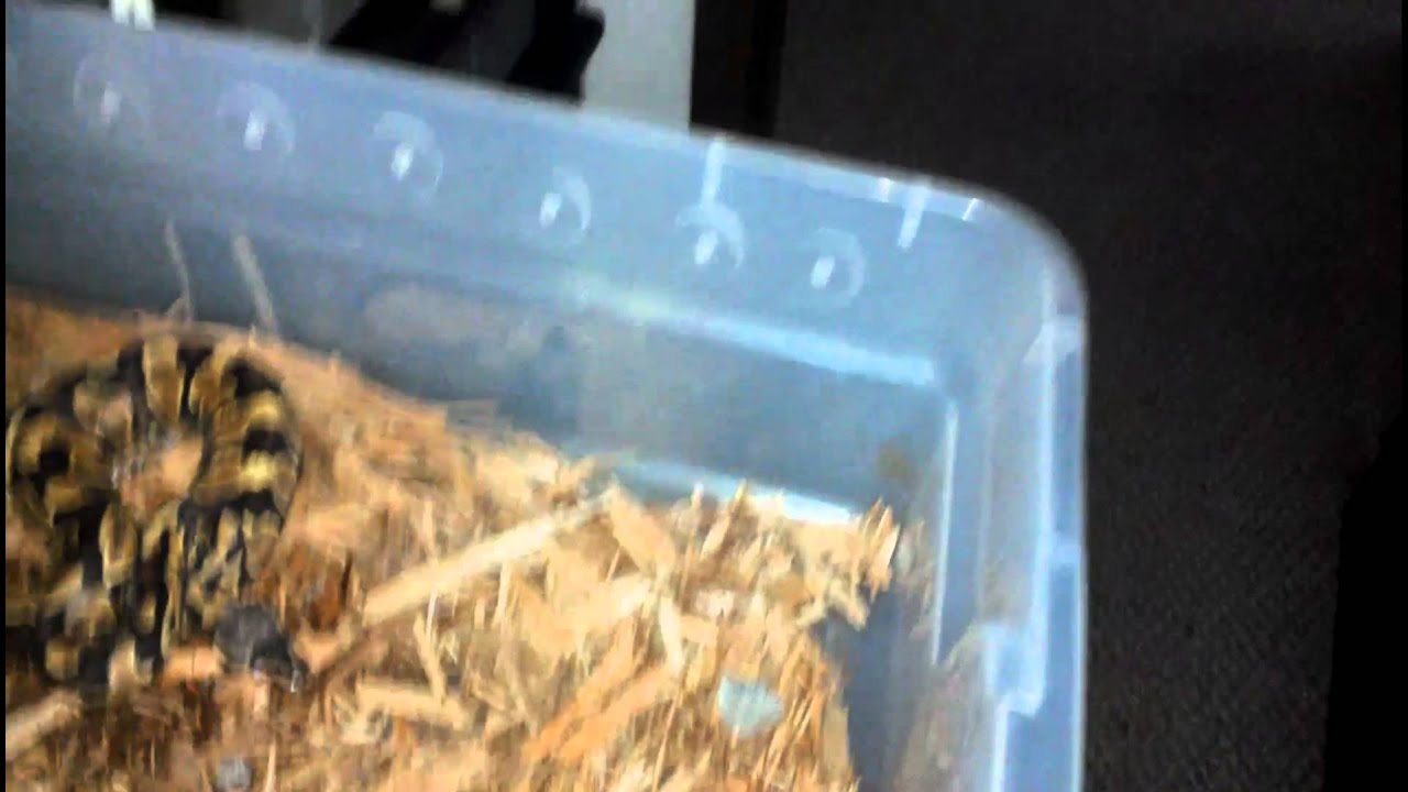Yellowbelly ball python eating mouse - YouTube