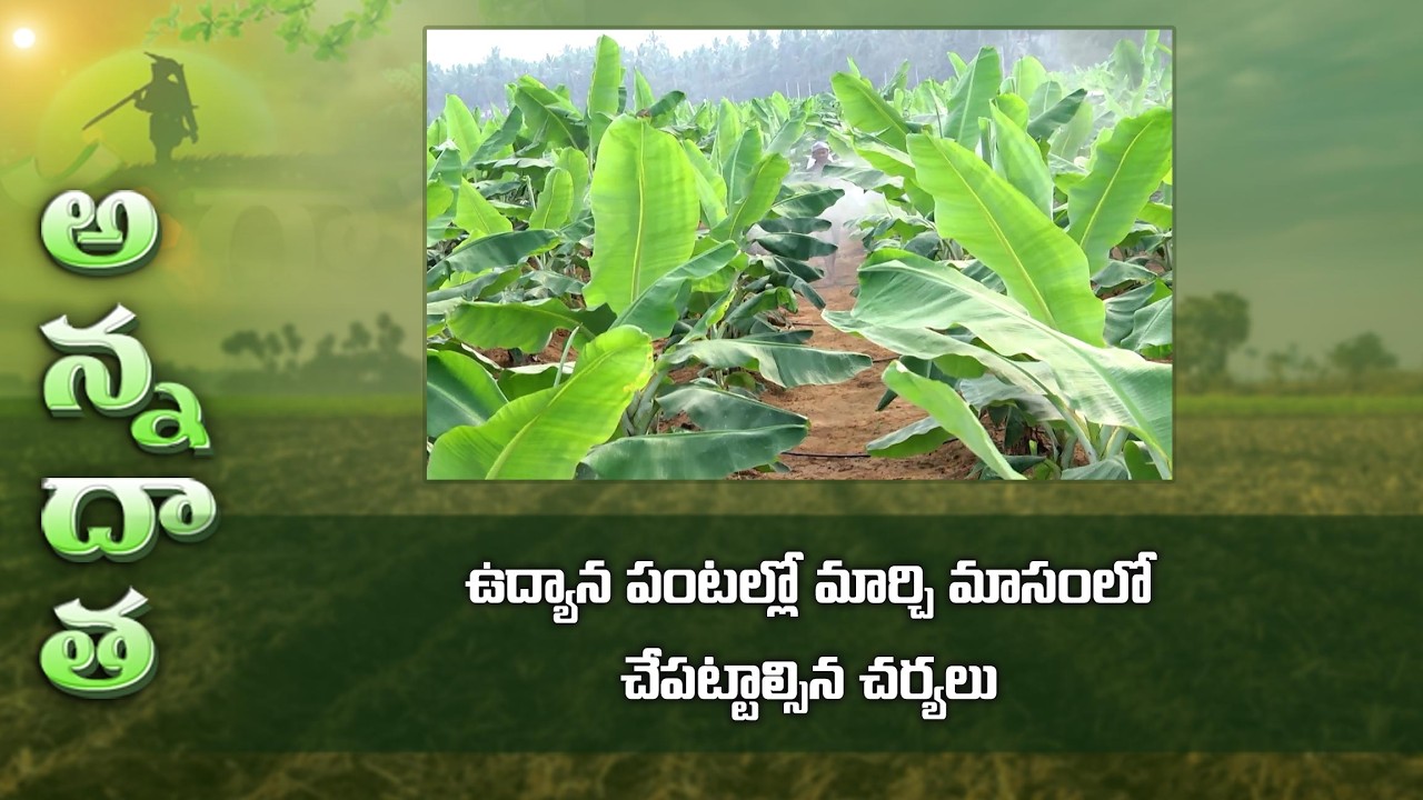 Horticulture operations in March month | ఉద్యాన పంటల్లో మార్చి మాసంలో చేపట్టాల్సిన చర్యలు | ETV