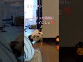 #cat #さくらタン #愛猫 #あまった時間は　体のお掃除💕