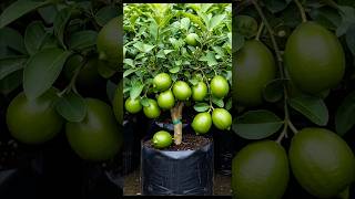 Growing Lemon fruit #plants #garden #growth #grow #shortvideo