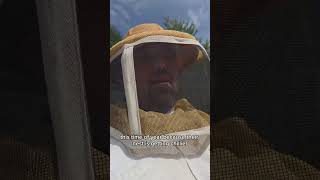 Fall Wasp Control in New Jersey: Yellow Jackets in Soffits &amp; Homes (What to Do)