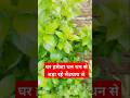 आपका घर ढनढन से भरा रहे इस उपाय से #astrology #astrotrishla#shots #astrotrishala #upay #astrolagy