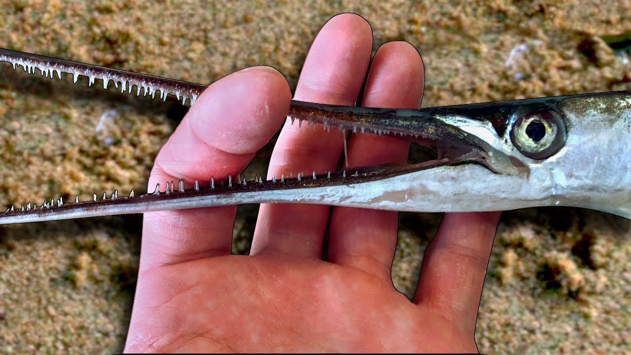 【危険な魚ダツ釣れた😱】60キロで泳ぎ鋭い歯と尖ったクチで人間を襲う⁉️お刺身とフライで食べたら衝撃的な味だった…【クロピテ】 - YouTube