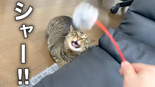 funny video 😂😂😂 I attacked a ferocious cat's head with a toy and it got angry and attacked me.