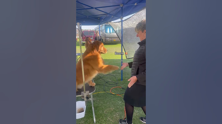 Jeffrey gives high fives! #showdog