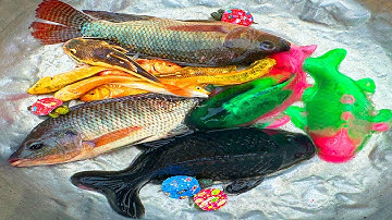 Kem Chanel lái xe công nông bắt cá trong cốc nước màu sắc, cá chép, cá trê, rùa, cá màu đen, cá xanh