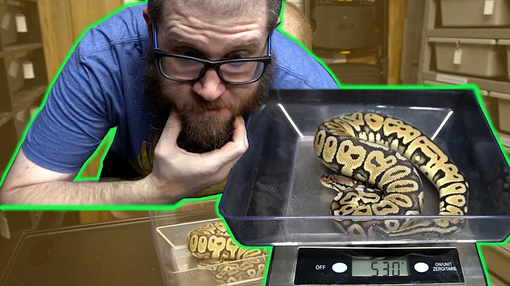 Is Your Ball Python Ready to Breed - Tips and Tricks!