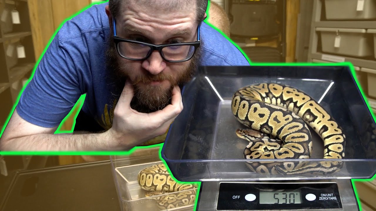 Is Your Ball Python Ready to Breed - Tips and Tricks! - YouTube