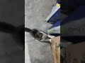 Mano Bille || shorts Video || Lovely Cat ||