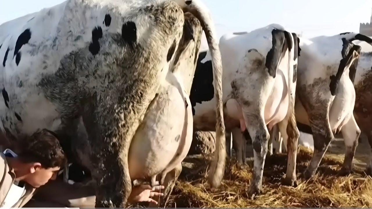 الحلو مبيكملش حلابه شله في البقره والبقره كدا المفرود تخسر مش اقل من ١٢٠٠٠ الف والله يعوض علي صاحبها