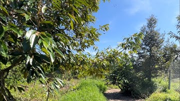 @T887 Bán 1.022 M2 Đất Vườn Sầu Riêng Đường ÔTô Thẳng Về Trung Tâm Tiện Xã Long Khánh, TX Cai Lậy