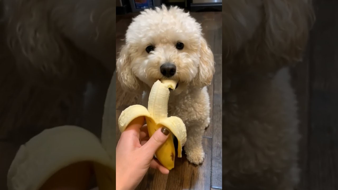 Can dog eats banana?🍌 yumyum💚 | Poodle 🐶 